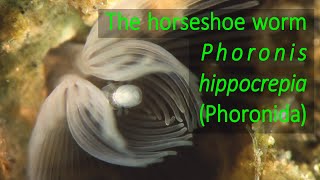 The horseshoe worm Phoronis hippocrepia Phoronida [upl. by Akeenat]