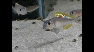 Xenotilapia nigrolabiata Red Princess 2  Aquarixede [upl. by Arytas]