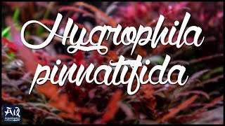 Aufsitzer amp Stängelpflanze in Einem Hygrophila pinnatifida  AquaOwner [upl. by Ainomar]