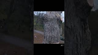 Log shatters on impact arborist treework husqvarna [upl. by Olimac]