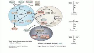 Homocysteine Vitamin B12 Folate  Basic Science [upl. by Shore]