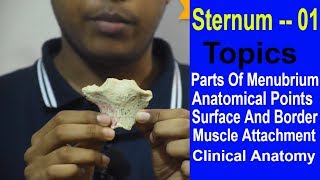 Sternum Demonstration Manubrium  Made Easy  Bangla  Square DOC [upl. by Animsaj]