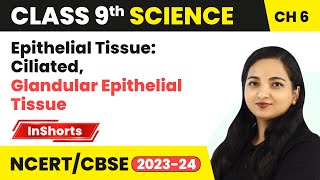 Epithelial Tissue Ciliated Glandular Epithelial Tissue  Class 9 Biology Chapter 6  Tissues [upl. by Ecydnarb753]