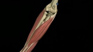 Epicondylite Tennis Elbow [upl. by Ibmab]