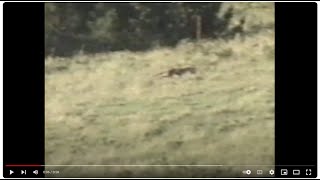 Tasmanian tiger Redux1998 footage South GippslandVictoriaMainland Australia [upl. by Sabrina]