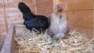 Chicken laying her first egg Modern Game Bantam [upl. by Brick]