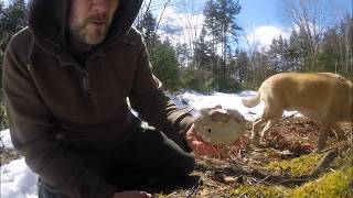 Making Birch Polypore Tea [upl. by Ferdinana]