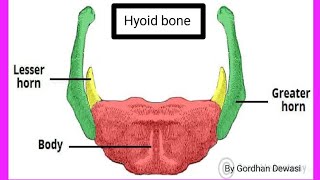 Hyoid Bone parts of Hyoid Bonesituated in Hyoid Bone Study of Nursing 07 [upl. by Hackney]