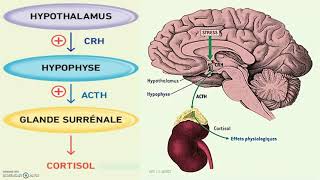 Stress et production de cortisol  laxe hypothalamohypophysocorticosurrénalien axe corticotrope [upl. by Alrahs451]