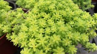 Sedum lineare cv Robustum 多肉植物圖鑑 萬年草 [upl. by Burkle]