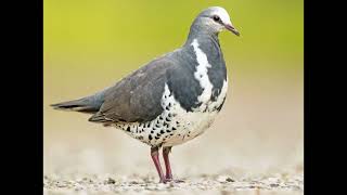 Leucosarcia melanoleuca Wonga Pigeon [upl. by Damien336]