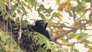 The Western Hoolock Gibbon Sings and Swings Along the Forest Canopies [upl. by Horst919]