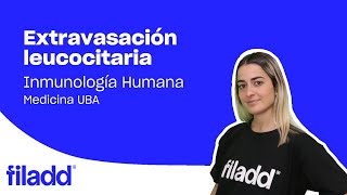 Extravasación leucocitaria  Inmunología  Medicina UBA [upl. by Eire]