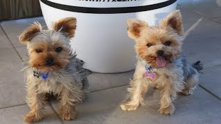 Best Of Cute Yorkie Puppies Compilation  Funny Dogs 2018 [upl. by Nessie]