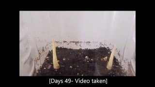 How to grow Curcuma Longa plants from their rhizomes 1 Days 062 [upl. by Ymeraj]