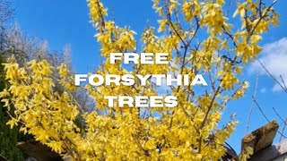 Easy forsythia tree cuttings How to grow free plants [upl. by Nosneh854]