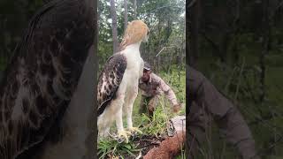 A man see eagle stand on a tree at the forest part 01 afterwefell bringthesoulthemovie wildlife [upl. by Googins]