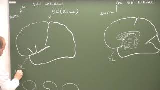 Neuroanatomie 8  morphologie et systématisation du cortex cérébral Cerebral cortex [upl. by Bullen]