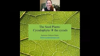 The Seed Plants Cycadophyta the cycads [upl. by Beeson]