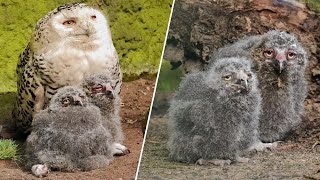 Drie sneeuwuilkuikens uit het ei gekropen in DierenPark Amersfoort [upl. by Dosia]