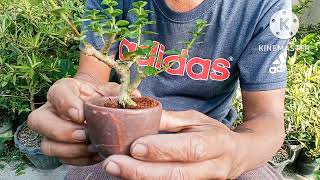 small bonsai wiring premna  argao Taiwan [upl. by Flossie]