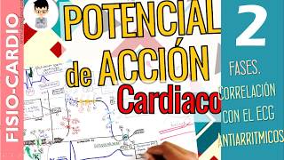 POTENCIAL DE ACCIÓN CARDÍACO correlación ECG Fases Periodos Refractarios Fisiología Cardíaca2 [upl. by Arretak]