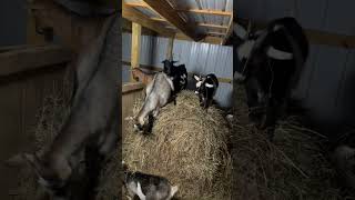 Mommy Goat and Kids on Hay Bale [upl. by Eanrahs]