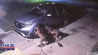 Video shows pair of aggressive dogs tear through a car to get to a cat inside  Action News Jax [upl. by Rialcnis372]