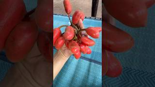 Wild Jungle Fruit From Cambodia  Plae Kriel Fruit [upl. by Relyc]