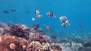 Acanthurus guttatus  diving in Fuvahmulah  Maldives [upl. by Tsnre941]