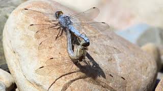 Orthetrum brunneum IMG 2649 [upl. by Lynn]