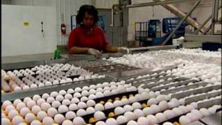 Hyde County Egg Farm Rose Acre Update [upl. by Timmie]