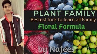 Tricks to learn Plant Family and its floral formula Morphology of flowering plant [upl. by Ecirtak347]