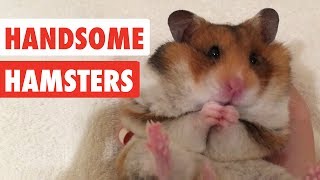 Handsome Hamsters  Funny Hamster Video Compilation 2017 [upl. by Riva]