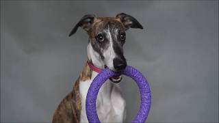 Isaac  clever whippet  tricks and fun [upl. by Yesrej]