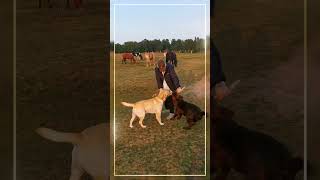 Walking the dogs  playing with a stick  labrador  horses  arctic  180824 [upl. by Elok163]