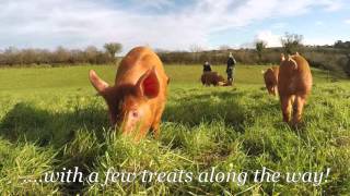 Heligan Tamworth Piglets are now outside [upl. by Maryn]