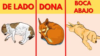 Significado de la Posición de tu Perro al Dormir [upl. by Felecia852]