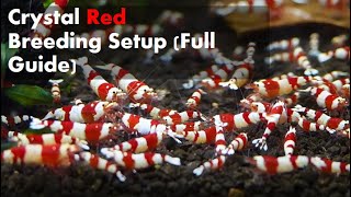 Caridina Shrimp Crystal Red Breeding Tank Setup [upl. by Seiber]