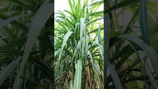 Co11015 March plantationsong musictamilsong sugarcaneplant sugarcanecrop sugarcanecultivation [upl. by Meurer256]