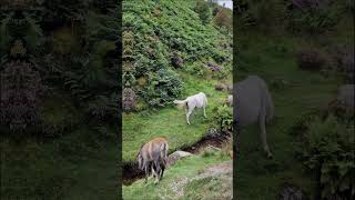 Shropshire hills [upl. by Meerek]