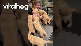 Golden Retriever Puppies Reunite With Nurse Who Delivered Them  ViralHog [upl. by Leeke544]