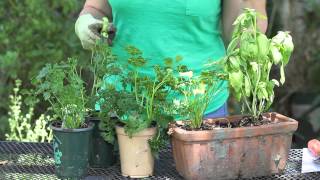 How to Harvest Parsley  Garden Space [upl. by Nilad895]