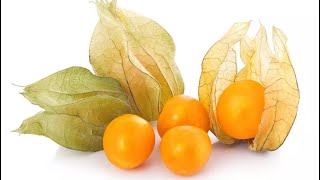 Health Benefits of Physalis Fruit TinoTino are Truly Amazing [upl. by Pol497]