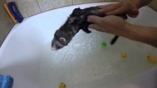 Baby Ferrets First Bath [upl. by Lathe]