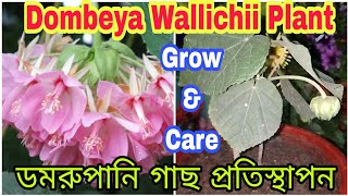 How to grow Dombeya WallichiiDomrupaniPink Ball Plantilovegardeningsoomuch733 trending viral [upl. by Atekehs]