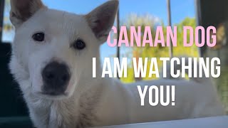 Canaan Dog is always nearby and watching you [upl. by Roxy458]