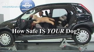 Scary Stuff  23 out of 25 Dog Car Harnesses Fail  NRMA 2013 Report [upl. by Walburga]