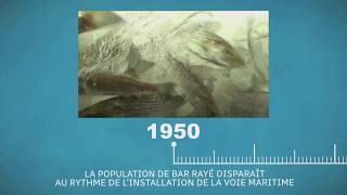 La petite histoire du bar rayé [upl. by Vizzone889]