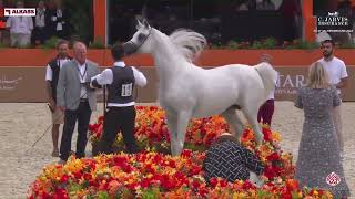 N 121 E S HARIR GCAT Valkenswaard 2024 Senior Stallions Section B Class 6B [upl. by Acysej]